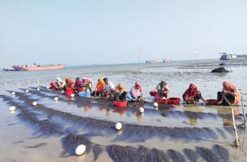 Seaweed harvesting by fisherwomen at Nuniarchora, Cox Bazar, Bangladesh. Photo by Ilias Ibne Kabir.