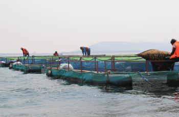 Fish cages at the Kariba. Photo by Agness Chileya.