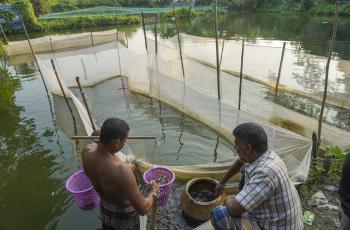 A trader is buying fish seed by weight measuring from the fish seed market at Adamdighi, Bogura, Bangladesh. Photo by WorldFish,