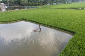 A rice fish farming is giving feed to the pond in Kursha, Kaunia, Rangpur, Bangladesh. Photo by WorldFish.