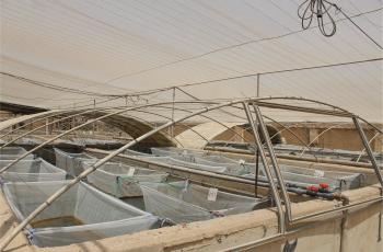 The fixed hapas inside genetics-greenhouse, WorldFish’s facility, Abbassa, Abu-Hammad, Sharqia, Egypt. Photo by Menna Mosbah, Gender Expert and Communications Representative, WorldFish.