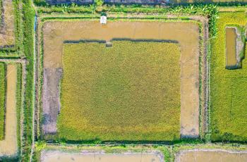 Rice-fish plot. Photo by Harun/Rashid, WorldFish.