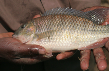 Tilapia Aquaculture in Africa