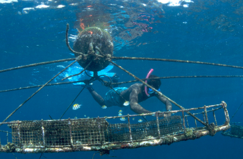 The Blue Recovery Series: Science, Innovation and the Blue Recovery The Blue Recovery Series: Science, Innovation and the Blue Recovery