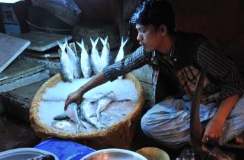 A young boy selling hilsa fish, the most popular fish in all of Bengal. Photo by Finn Thilsted.