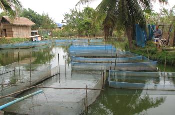 Aquaculture in Cambodia. Photo by Chea Seila.