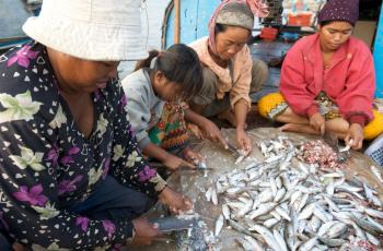 Preparing small fish in Cambodia. Photo by Patrick Dugan.