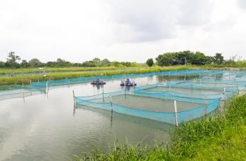 Nigeria fish futures. Photo by Sunil Siriwardena and Olaniyi Ajibola.