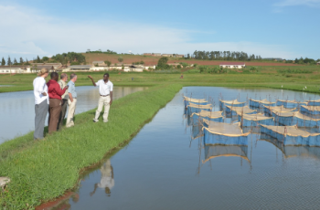Mobilizing food system change with private sector leadership: Lessons from aquaculture