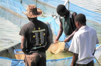 Aquaculture Africa 2021: Sustainable Aquaculture - Feeding Africa