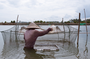 Global Panel Policy Brief Launch: Harnessing Aquaculture for Healthy Diets