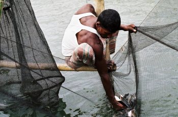 Digital Fisheries in the Commonwealth: What is it?