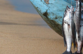 Virtual Dialogues: Building Forward Better with Aquatic Foods  Virtual Dialogues: Building Forward Better with Aquatic Foods