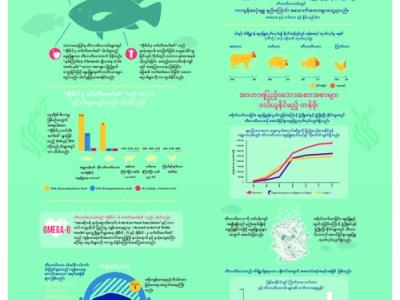 Tilapia: The plain truth (Burmese version)