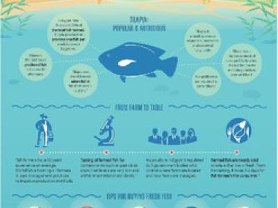 Farmed tilapia: A nutritious food source for Egypt