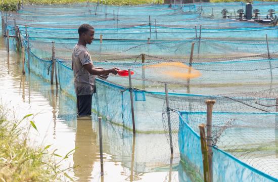 Feeding fish on a commercial farm in Nigeria, where feed decisions shape costs, growth, and farm performance. Photo: Sam, WorldFish.