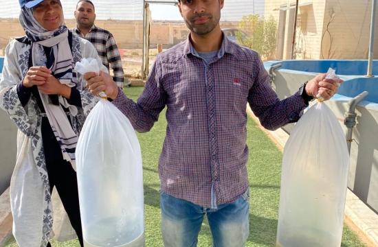 Delivery of 10,000 mixed-sex Abbassa strain tilapia fingerlings to the Applied Research Centre hatchery in in Matrouh. Photo by Ashraf Khairy, Research Assistant, WorldFish, Egypt.jpg