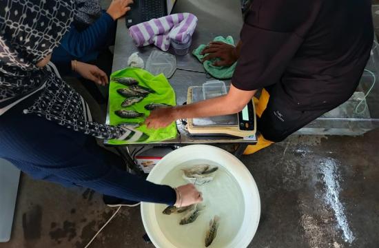 Researchers conduct digestibility experiments at Universiti Sains Malaysia in Penang to evaluate the nutritional value of locally sourced feed ingredients.