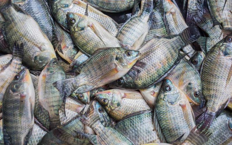 : Tilapia is the second most important farmed fish globally, next to carps, and some regard it as the most important aquaculture species of the 21st century. Photo by WorldFish.