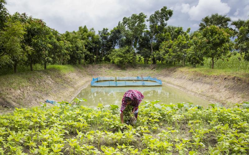 Jayanti Rai, a woman fish farmer, taking care of her vegetables garden beside the pond dike for nutrition sensitive aquaculture in Bangladesh. / Noor Alam, WorldFish
