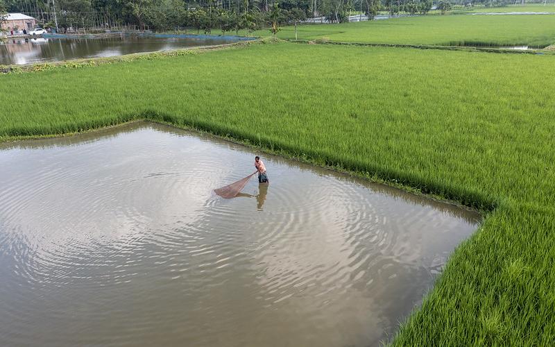 rice fish farming