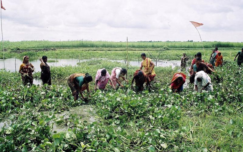 A group of women working together to cultivate fish and vegetables in a community-based fisheries management in Bangladesh. Photo by CBFM-Fem Com Bangladesh. 