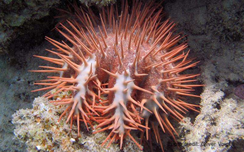 WorldFish’s Dr. John Benzie received recognition for his groundbreaking genetic studies on crown-of-thorns seastars in the 1990s and early 2000s. Photo by Oliver Voigt