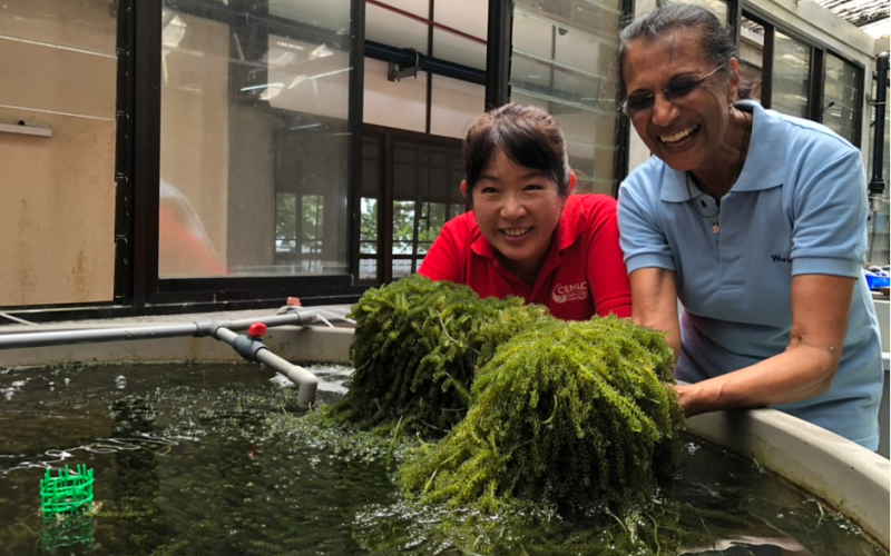 Caulerpa is an edible green seaweed that is also commonly known as sea grapes due to the formation of small air bubbles surrounding its stems. Photo by Sean Lee Kuan Shern