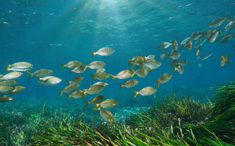 According to a new study published in Cybium, FishBase is one of the most cited sources in the history of scientific research. Photo by Damocean/Getty Images.