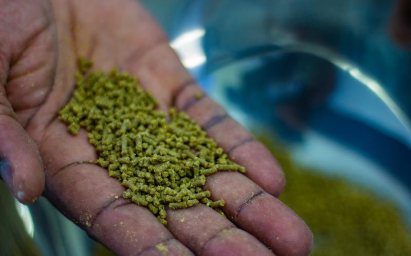 WorldFish partners with Norad to develop low-cost and highly nutritious aquatic feeds. Photo by WorldFish