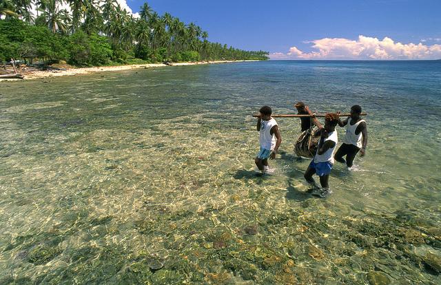  Carrying Tridacna Gigas broodstock from the sea, Solomon Islands.