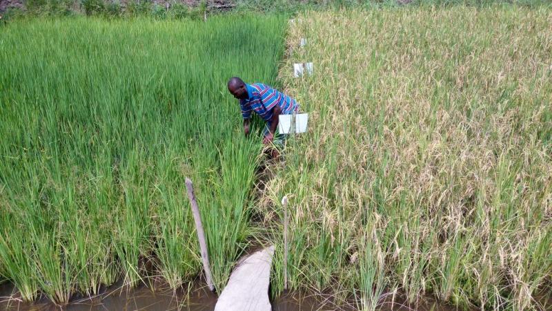 Experimenting with different rice varieties in an integrated rice fish farming set up in an inland valley swap area of Sierra Leone’s Tonkolili district. Photo by Success Kamara, 2016.