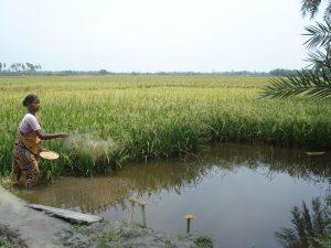Rice-fish systems can make efficient use of increasingly scarce water and land resources. Photo by WorldFish, 2008.