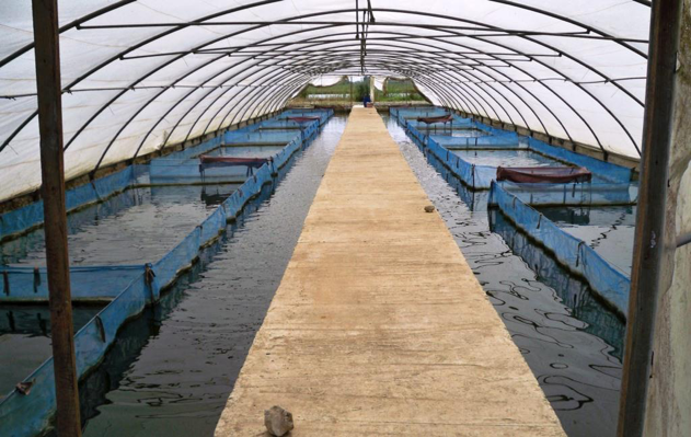 Inside a greenhouse at the Abbassa research station used for genetic improvement of Nile tilapia