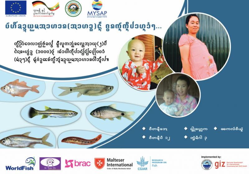 MYSAP poster in Burmese promoting the nutritional benefits of small indigenous fish species for the cognitive development of children in the first 1000 days of life.