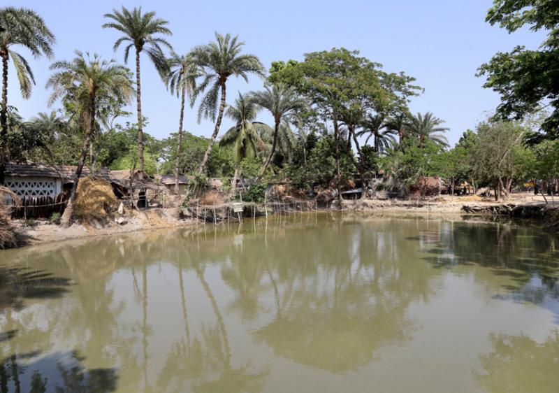 A pond being used for polyculture of small fish, carp and rui in Jessore, Bangladesh.