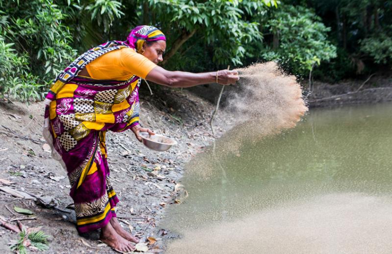 Minara Khatun feeding mola fish in her pond. In Madhob pasha, Babugong, Barisal, Bangladesh.