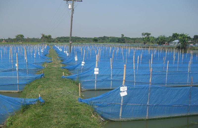 Cage aquaculture in Jessore, Bangladesh, 2016. Photo by Abdulla Al Masum
