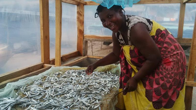 Mrs Bitinesi drying her fish in a solar tent dryer, Malawi. Photo by Asafu Chijere.