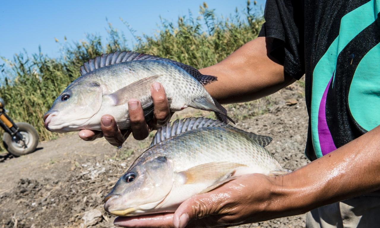 A hatchery worker holds Abbassa nile tilapia grown at a hatchery in Egypt.