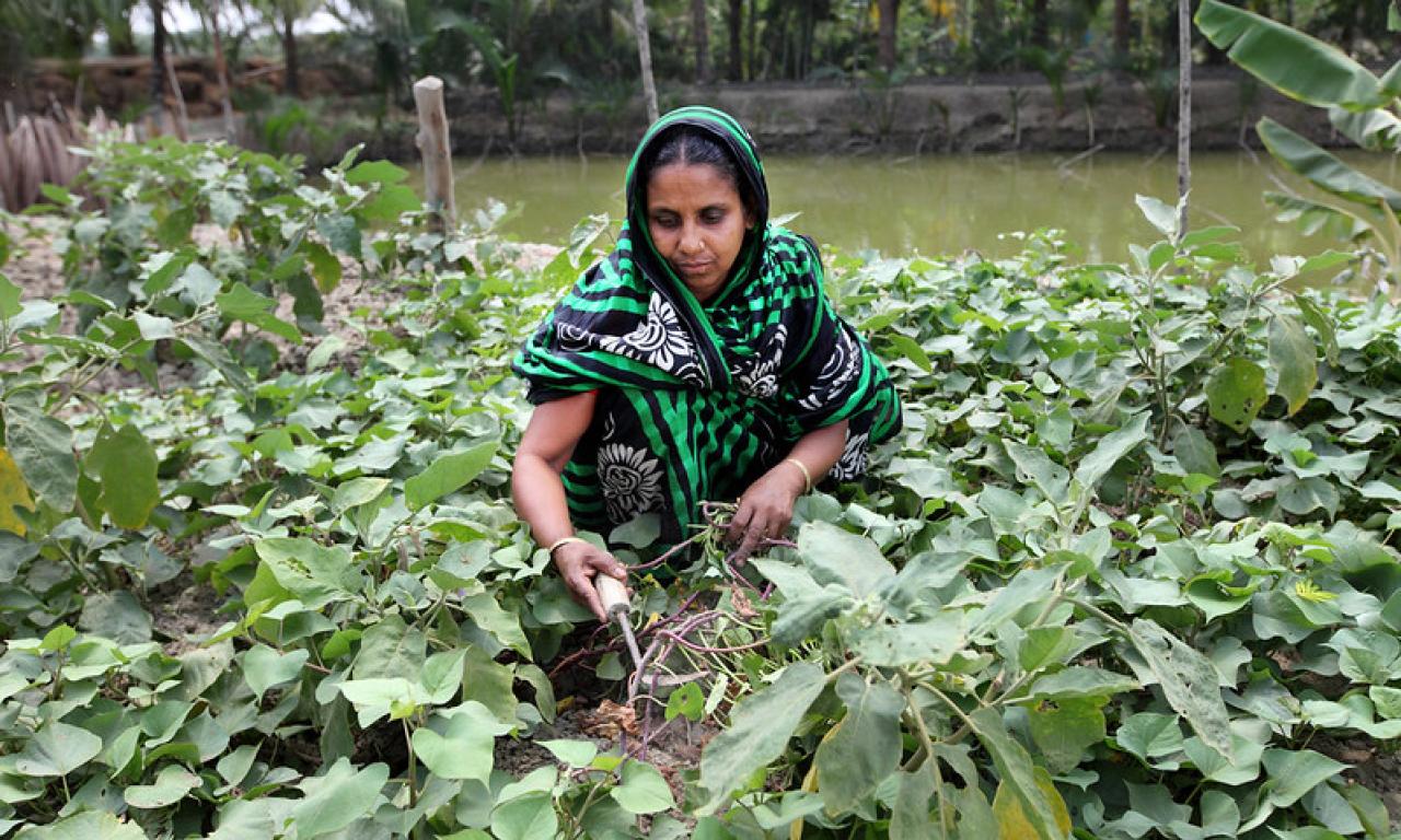 A woman in her integrate aquaculture-agriculture homestead pond system in Bangladesh. Photo by M. Yousuf Tushar.