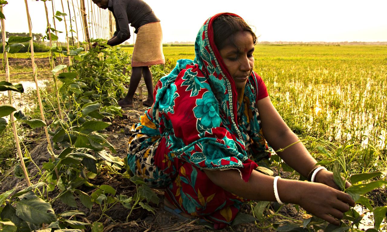 Farmers are taking care of vegetable they plan in their pond dike. Photo by AWM Anisuzzaman.