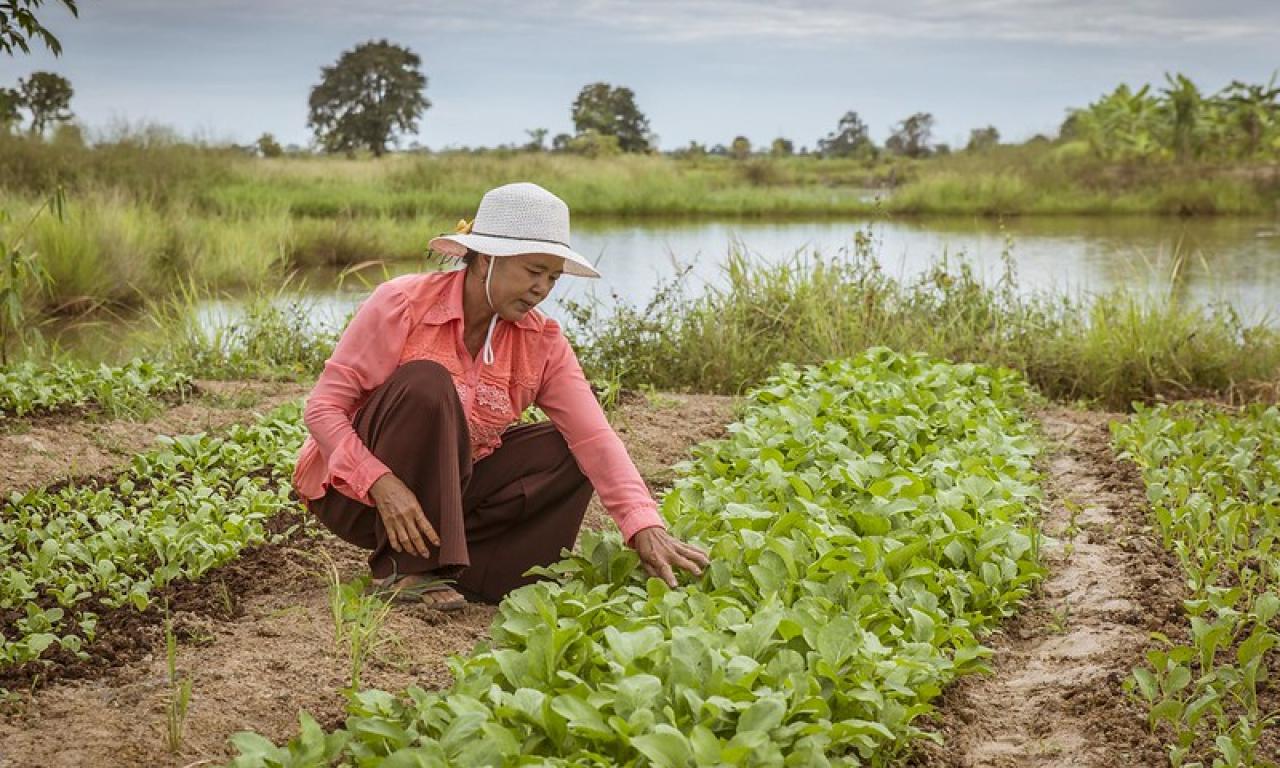 Rice-pond fisheries are an example of a food system focused not just on production but also nutritional outcomes. Photo by Fani Llauradó.