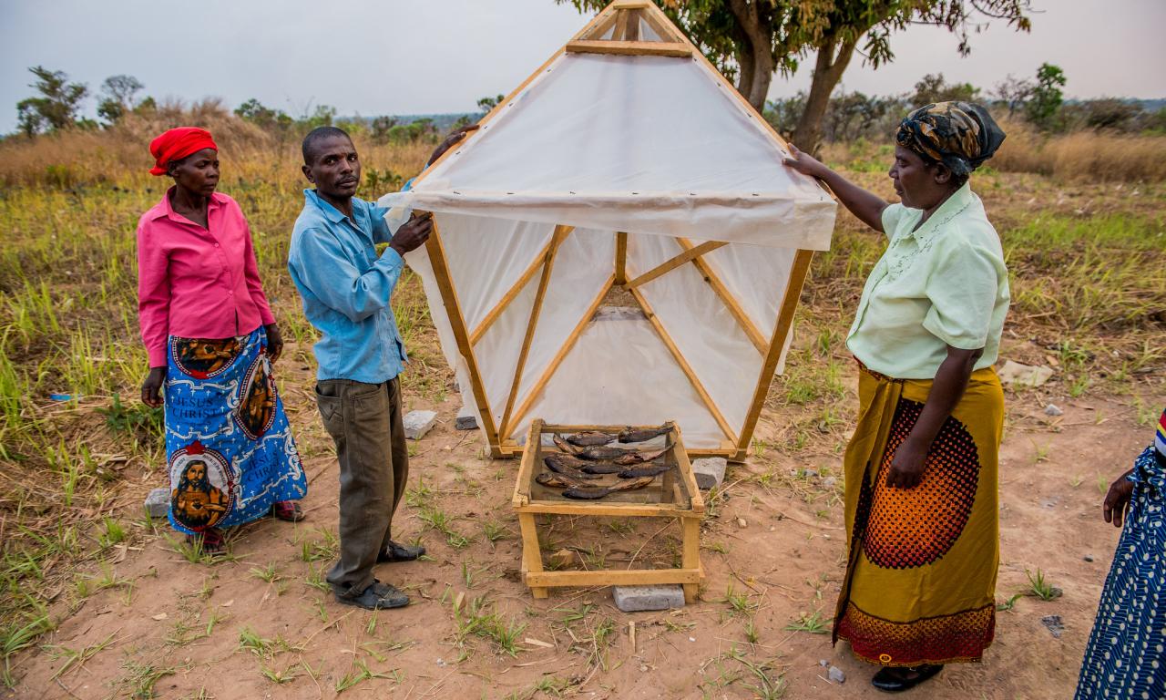 Smoked fish under a solar drier in Zambia. Photo by Chosa Mweemba.
