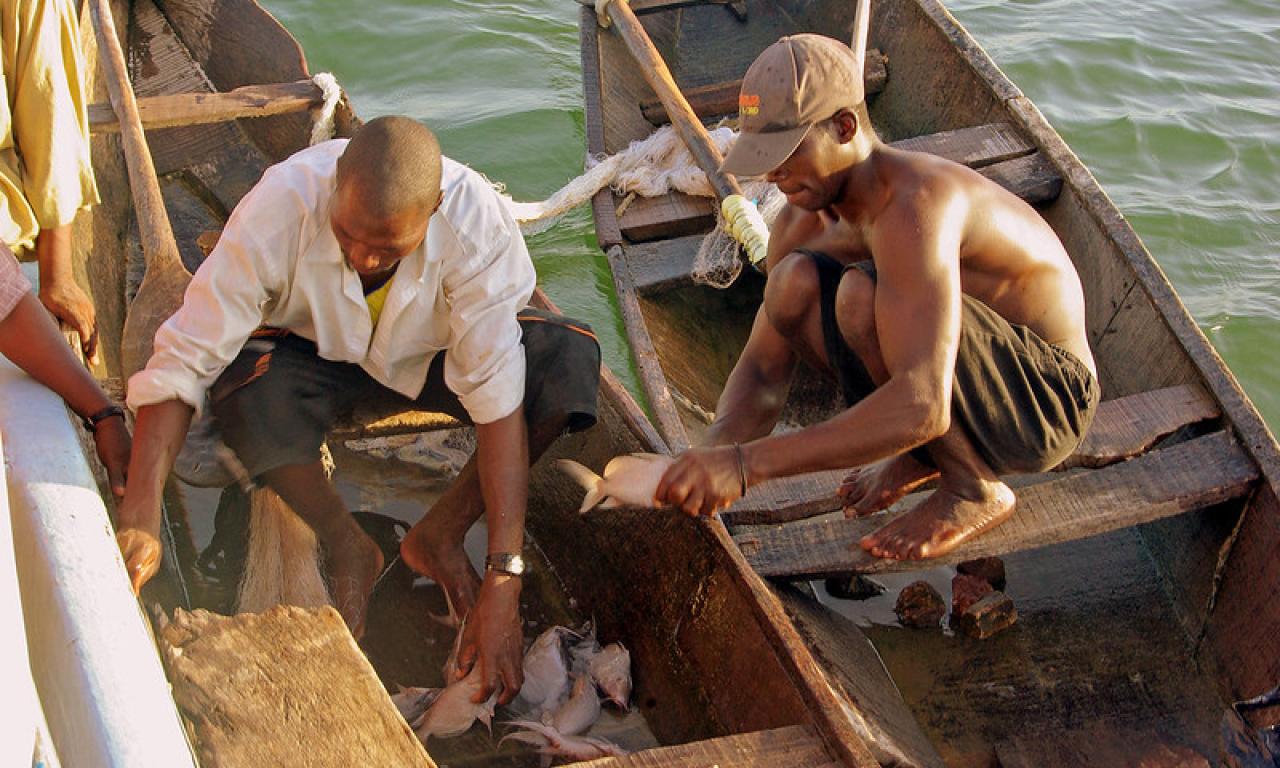 Fishers on Kainji Lake, NW Nigeria, carefully handle their spiky-finned ‘squeaker’ fish (Synodontis sp.), Nigeria. Photo by David Mills.
