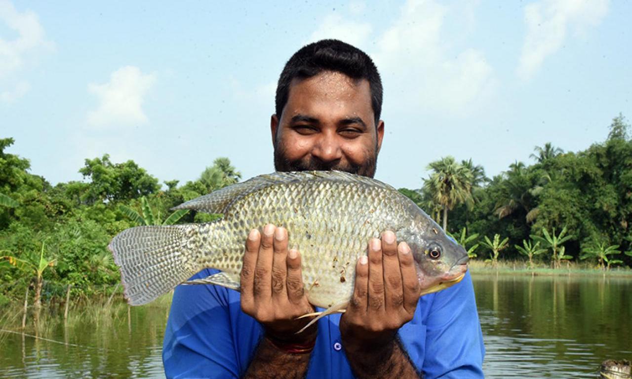 tilapia