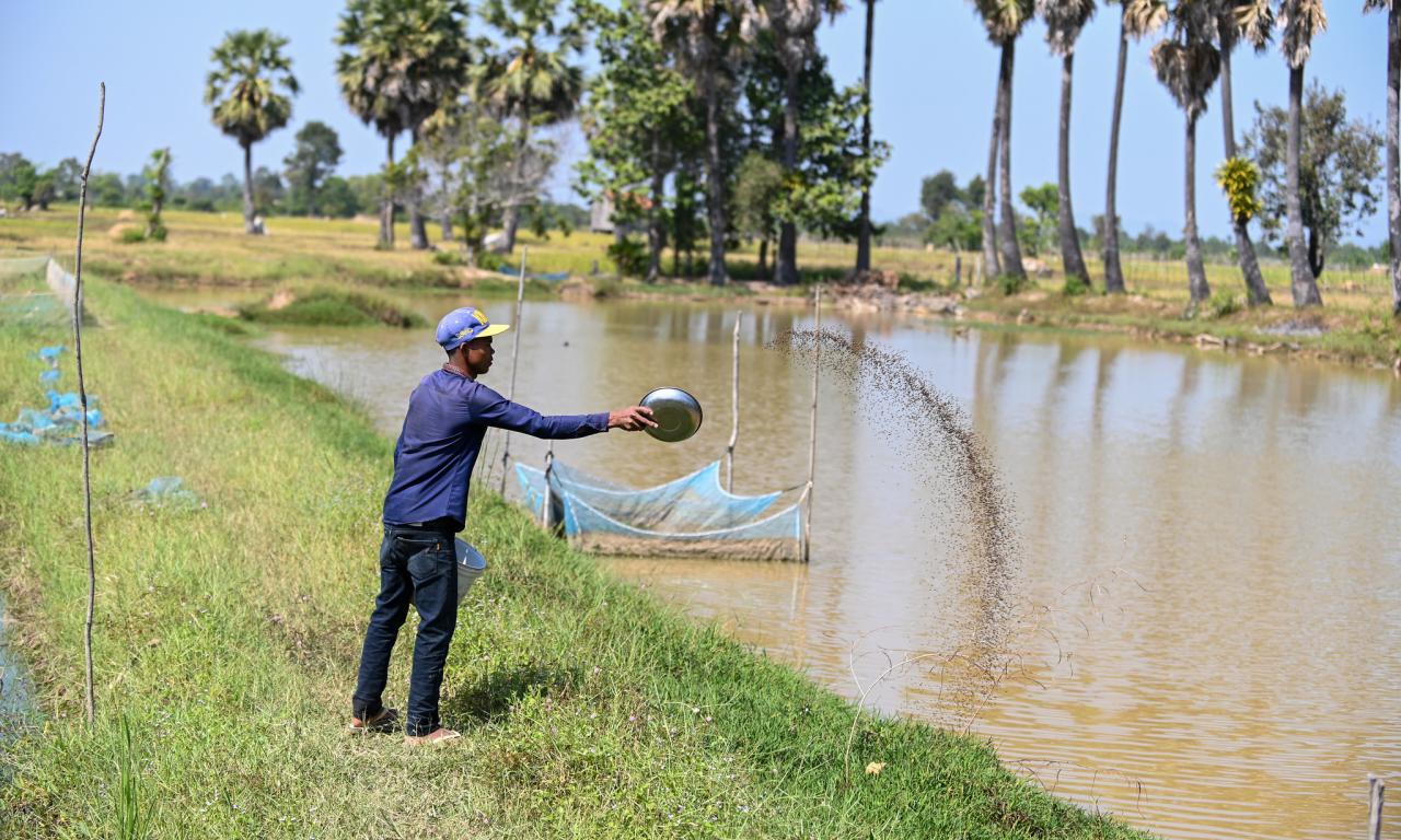 A farmer casts fish feed into a pond in Siem Reap, Cambodia. Photo by Neil Palmer.