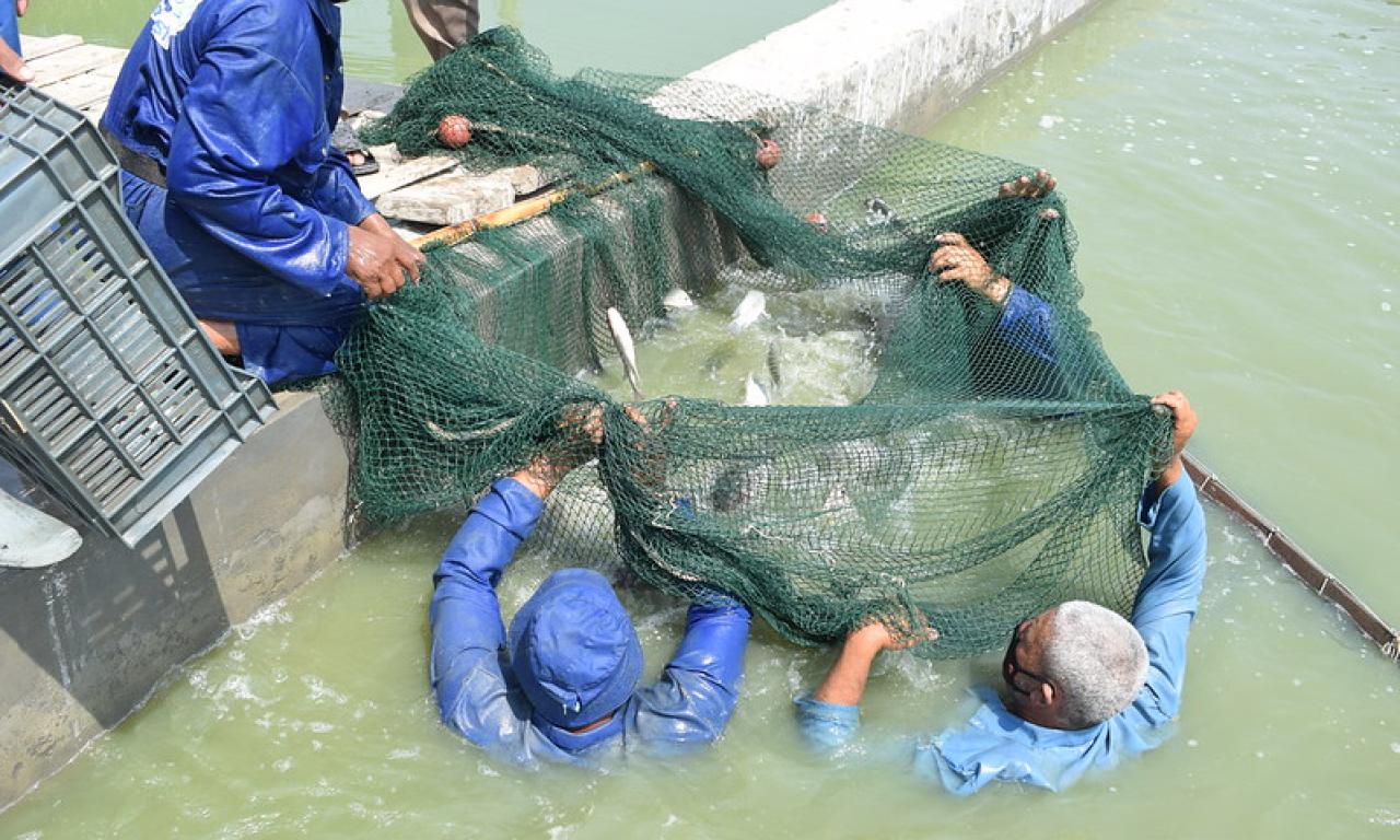 freshwater aquaculture