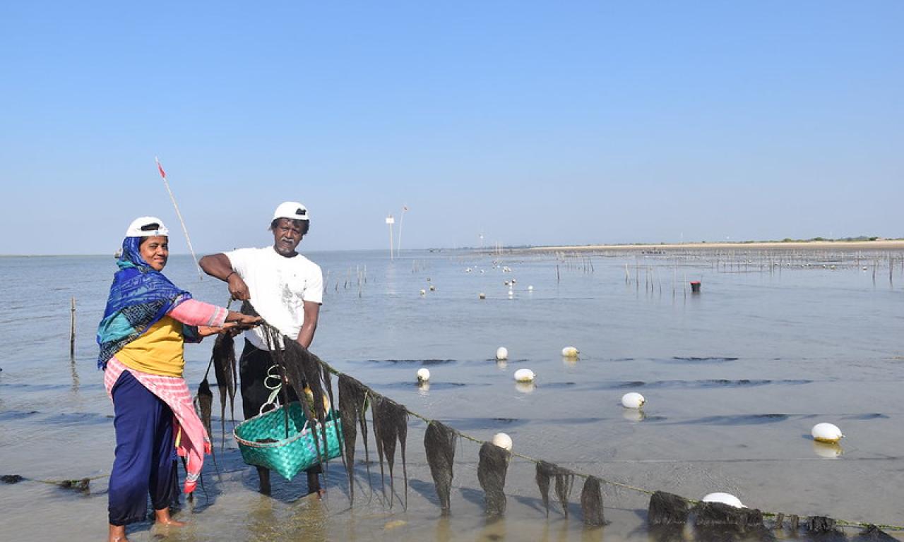 A fisher couple is harvesting sea weeds at Cox’s Bazar district of Bangladesh. Photo by Aminul Islam, WorldFish