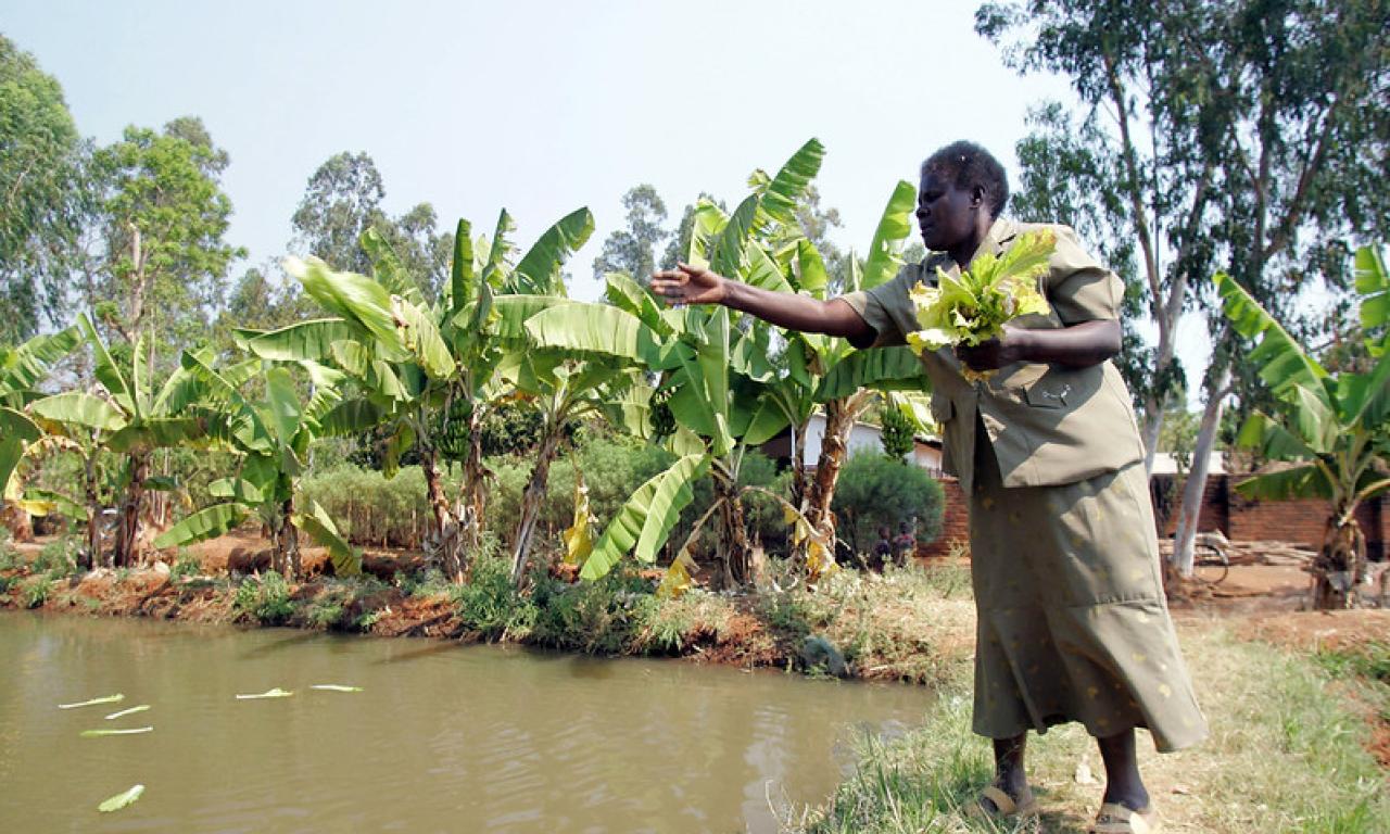 Malawian fish farmer Agnes Kanyema feeds crop residue (irrigated with pond waste water) to her fish.